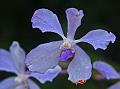 Blue Vanda